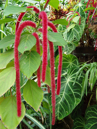 Amaranthus Caudatus